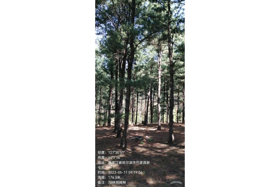 哈尔滨市民众拍卖有限责任公司龙泉林场红松松籽采摘收益权