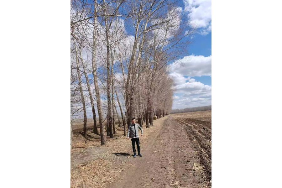 标的7：依龙镇劳动村一批林木转让数量：约4893株