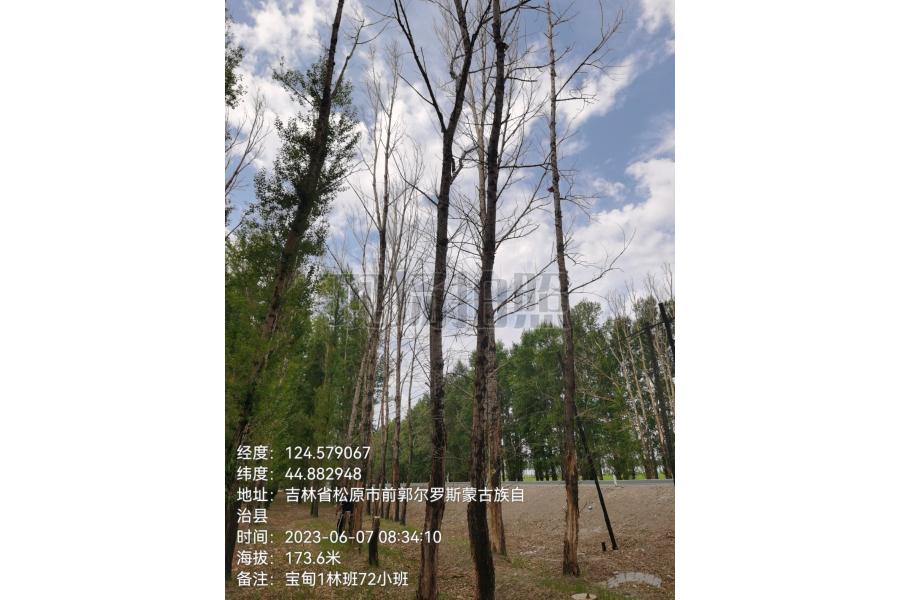 (一)深井子林分场宝甸林区、额如林区、乌兰塔拉乡林区可采伐林木（风倒杨树），以下（①-⑦小标的整体拍卖），采伐株数约3425株，出材量约344.9595立方米，总参考价49470元，伐树保证金1万元，