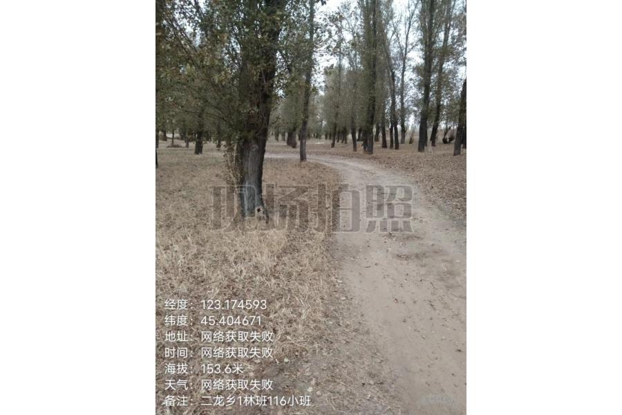 （一）、洮南市国有林总场所属的位于二龙保护站可采伐林木（杨树）序号（1---22），总采伐株数约20964株，蓄积量约6127.7154立方米，出材量约4552.607立方米，整体拍卖，总参考价186