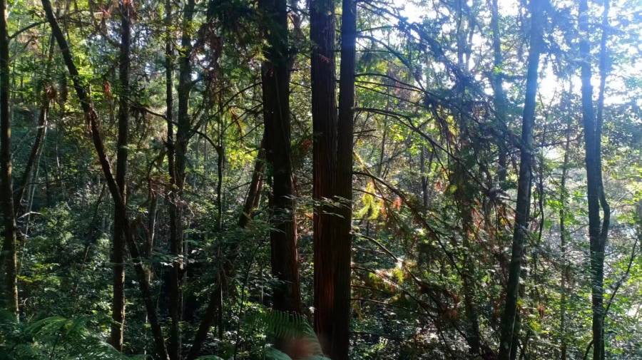 南平市延平区国有林场延夏分场赤门工区林木生产销售权
