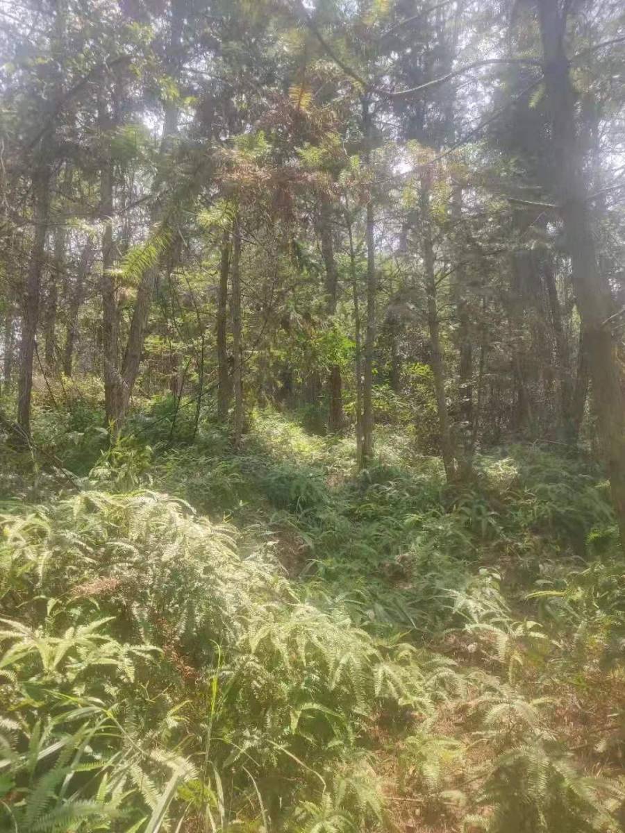 南平市延平区南州国有林场塔前工区10片山场的林木生产销售权(整体竞拍)