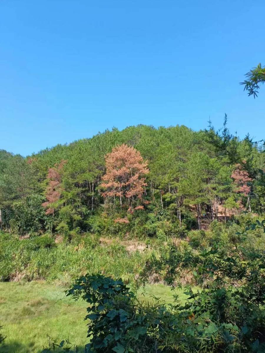 南平市延平区炉下镇斜溪村16片山场的林木生产销售权（整体竞拍）