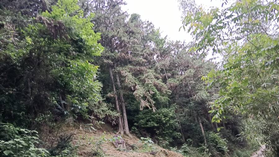 南平市延平区炉下镇斜溪村6片山场的林木生产销售权（整体竞拍）