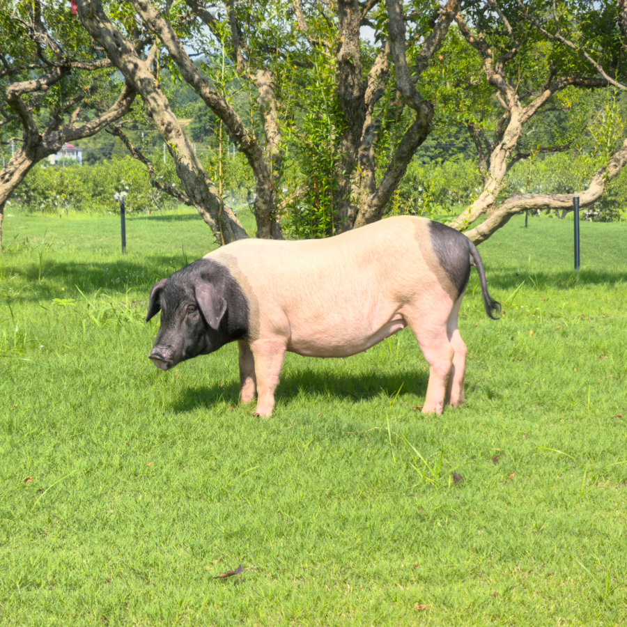 两头乌年猪预售